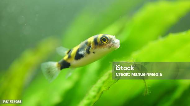 Blackyellow Colomesus Asellus Puffer Fish Stock Photo - Download Image Now - Green Color, Puffer Fish, Animal