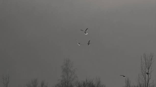 istock Three seagulls fly in winter fog 1454576986