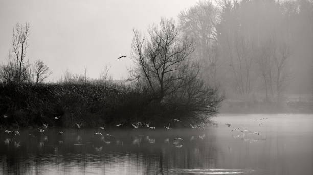 istock Flock of seagulls flying over lake 1454576993