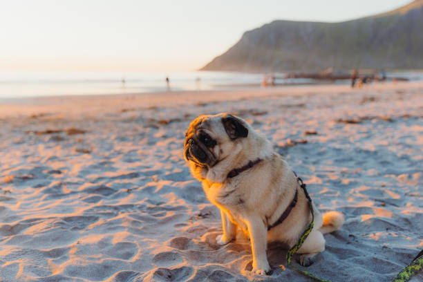 istock A Summer to Remember on Lofoten Islands 1454577246