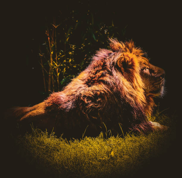 istock The Lion King rests at lunchtime 1454577813