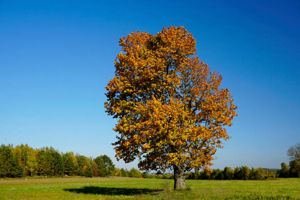 istock An old large oak tree on a harvested field. Autumn landscape. Sunny day. Bright blue sky. 1454577992