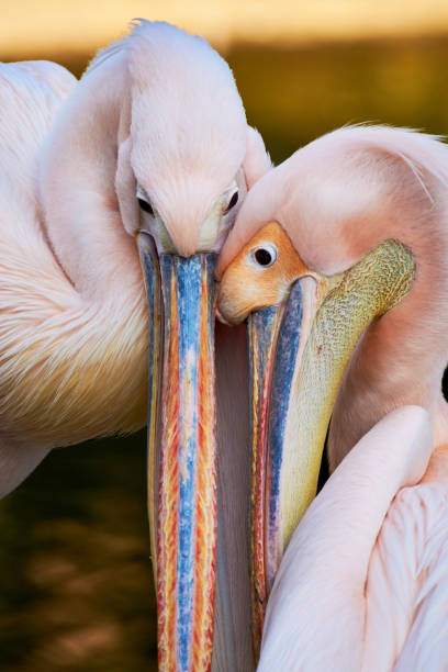 istock Two great white pelicans (Pelecanus onocrotalus) tenderness at sunset 1454578200