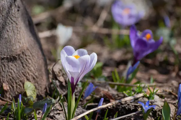 Purple crocus blooming in the spring garden