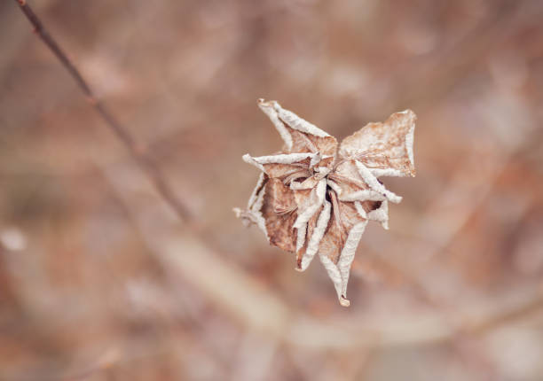 Winter dried this flower and made it a beautiful dead subject with a defocused background