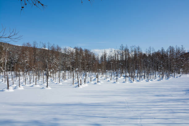 istock Blue pond on a sunny day in winter 1454578566