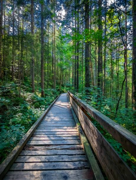 istock Wooden footbridge through forest 1454579458