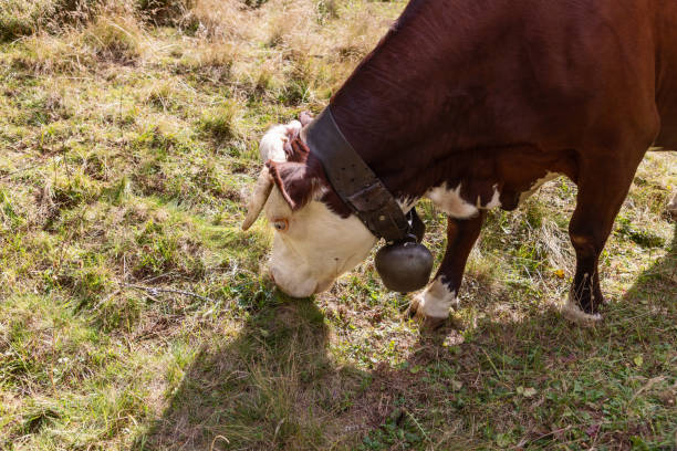 Filled framed shot of French beef cattle breed Blanc d’Aquitaine with horns and cow bell in summer pastures in Basque country