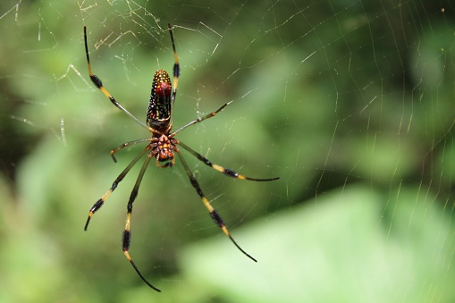A close-up shot of a Golden silk orb-weaver spider on its web