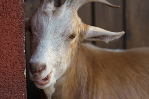 istock Portrait of Angora goat. 1454580731