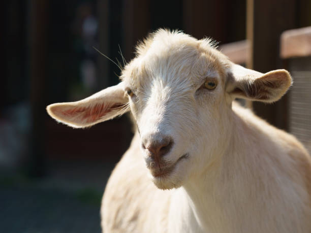istock Portrait of Angora goat. 1454580744