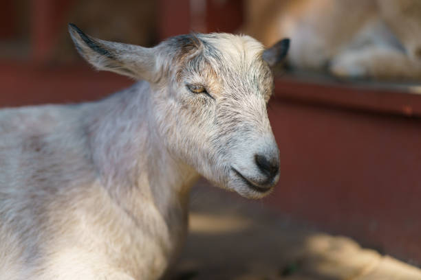 portrait of angora goat. - sheep fence zoo enclosure imagens e fotografias de stock