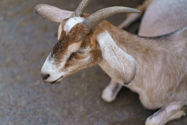 istock Portrait of Angora goat. 1454580757