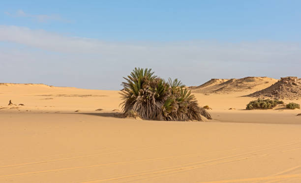 istock Barren desert landscape in hot climate with bushes 1454581755