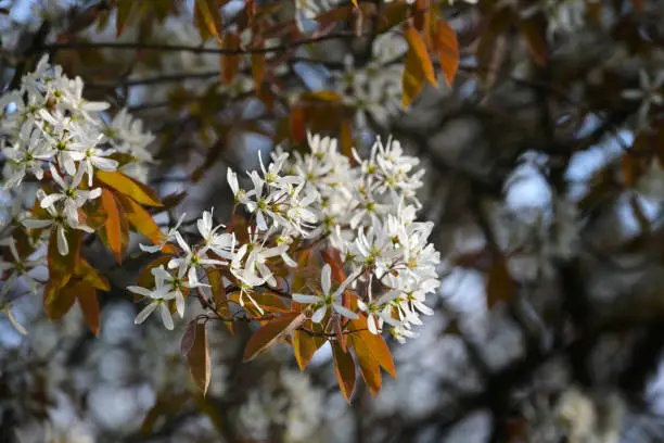 Amelanchier shrub with white flowers and copper colored foliage in spring, copy space, selected focus, narrow depth of field