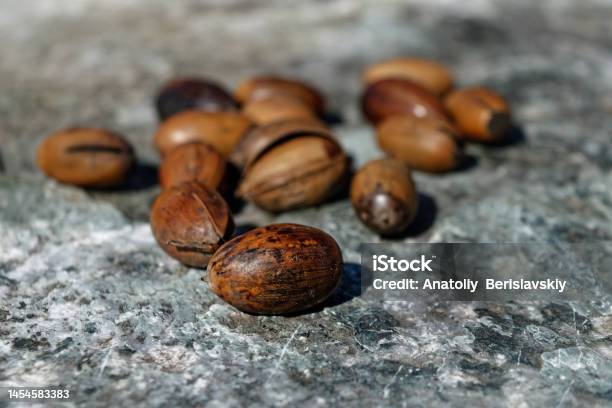 A Bunch Of Dry Oak Acorns On The Background Of A Stone Surface Top View Stock Photo - Download Image Now