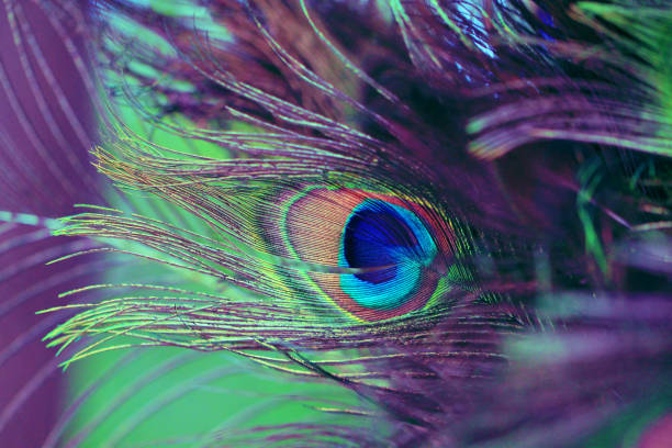 beautiful abstract background with peacock feathers - an all seeing eye imagens e fotografias de stock