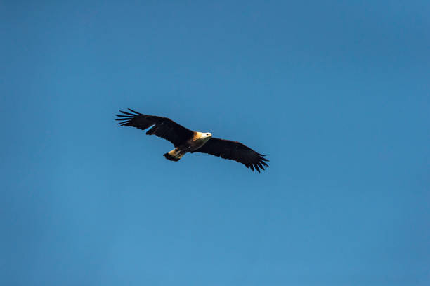 istock Haliaeetus leucoryphus or Pallas's fish eagle or sea eagle or band tailed fish eagle with full wingspan flying high in blue sky background in dhikala jim corbett national park forest uttarakhand india 1454585021