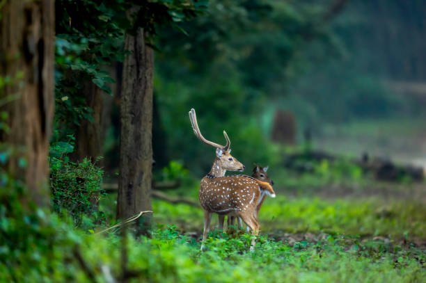 großes geweihmännchen geflecktes reh oder chital oder axis hirsch oder axis axis im wilden natürlichen grünen hintergrund im winter outdoor-wildtiersafari im dhikala jim corbett national park forest uttarakhand indien - jim corbett nationalpark stock-fotos und bilder