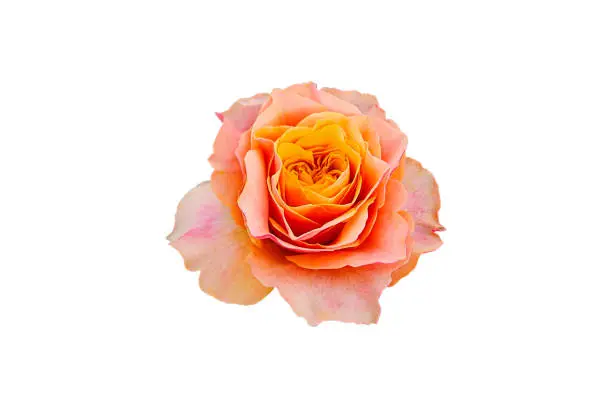 Beautiful oldrose color  rose isolated on white background with clipping path