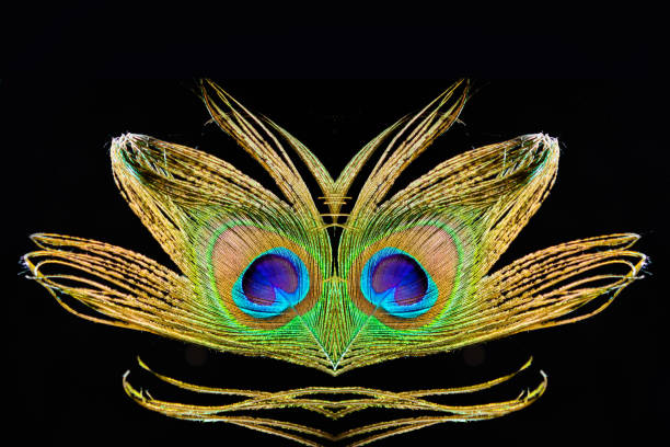 peacock feahter on black background - creative art