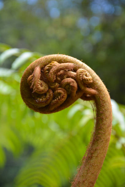 istock Unfolding fern frond 1454586634