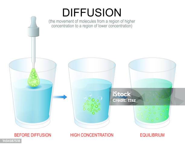 Diffusion Interactive Water Diffusion Experiment With Water In Glasses Pipette With Dye And ...