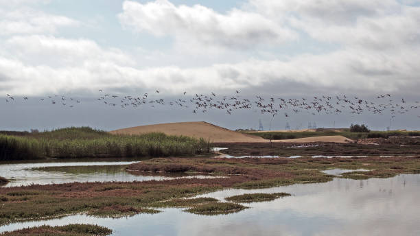 istock Flamingos at Walvis Bay sand dunes and lake 1454588313