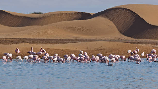 istock Flamingos at Walvis Bay sand dunes and lake 1454588323