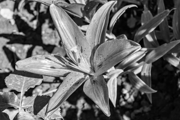 Fine wild growing flower lily liliaceae on background meadow Fine wild growing flower lily liliaceae on background meadow, photo consisting from wild growing flower lily liliaceae to grass meadow, wild growing flower lily liliaceae at herb meadow countryside white stargazer stock pictures, royalty-free photos & images