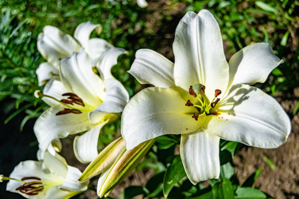 Fine wild growing flower lily liliaceae on background meadow Fine wild growing flower lily liliaceae on background meadow, photo consisting from wild growing flower lily liliaceae to grass meadow, wild growing flower lily liliaceae at herb meadow countryside white stargazer stock pictures, royalty-free photos & images