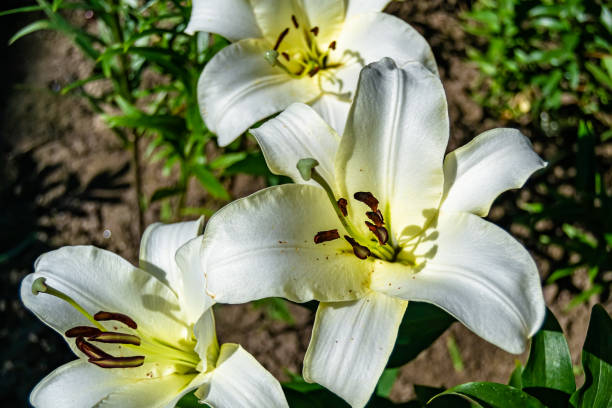Fine wild growing flower lily liliaceae on background meadow Fine wild growing flower lily liliaceae on background meadow, photo consisting from wild growing flower lily liliaceae to grass meadow, wild growing flower lily liliaceae at herb meadow countryside white stargazer stock pictures, royalty-free photos & images