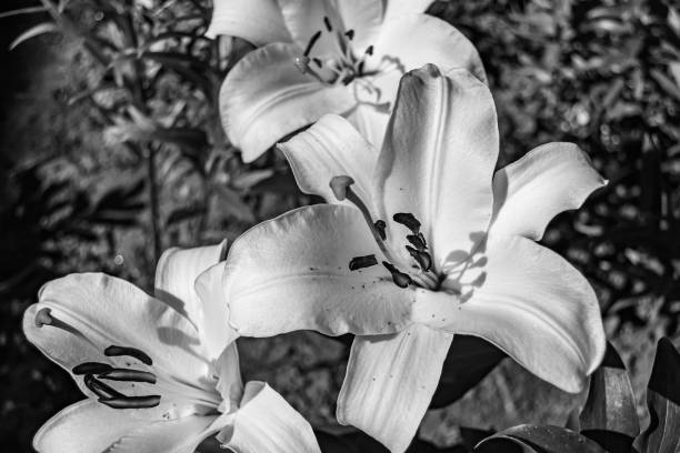 Fine wild growing flower lily liliaceae on background meadow Fine wild growing flower lily liliaceae on background meadow, photo consisting from wild growing flower lily liliaceae to grass meadow, wild growing flower lily liliaceae at herb meadow countryside white stargazer stock pictures, royalty-free photos & images