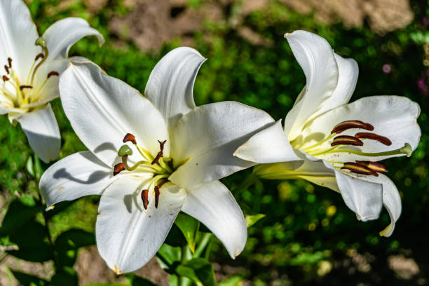 Fine wild growing flower lily liliaceae on background meadow Fine wild growing flower lily liliaceae on background meadow, photo consisting from wild growing flower lily liliaceae to grass meadow, wild growing flower lily liliaceae at herb meadow countryside white stargazer stock pictures, royalty-free photos & images