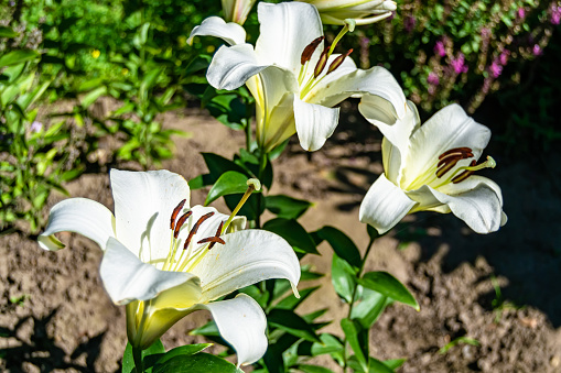 A pink and white lily