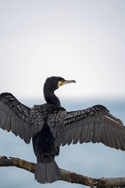 istock Close-up of a cormorant 1454588535
