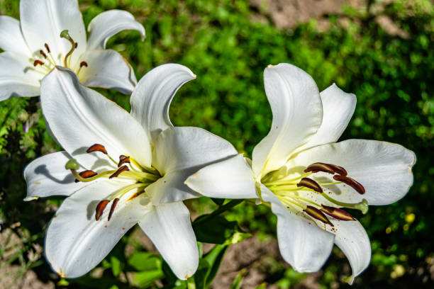 Fine wild growing flower lily liliaceae on background meadow Fine wild growing flower lily liliaceae on background meadow, photo consisting from wild growing flower lily liliaceae to grass meadow, wild growing flower lily liliaceae at herb meadow countryside white stargazer stock pictures, royalty-free photos & images