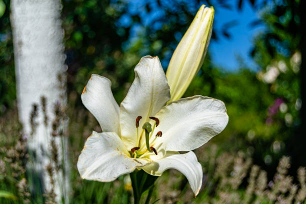 Fine wild growing flower lily liliaceae on background meadow Fine wild growing flower lily liliaceae on background meadow, photo consisting from wild growing flower lily liliaceae to grass meadow, wild growing flower lily liliaceae at herb meadow countryside white stargazer stock pictures, royalty-free photos & images