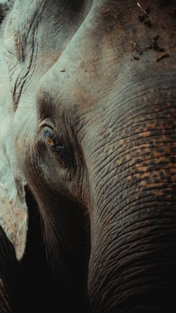 istock Closeup of elephant eye and trunk 1454588710