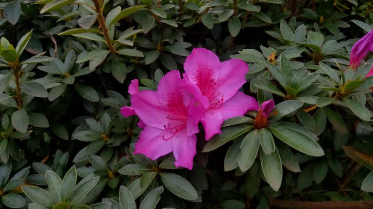 Close-up on a blooming azalea in the park in spring