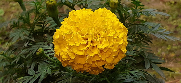 Large garden yellow chrysanthemum flowerbed  and lawn. Selective focus in the foreground. Copy space available.