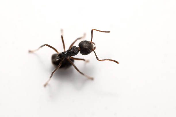 istock Macro photo of black ant on white wall. 1454589706