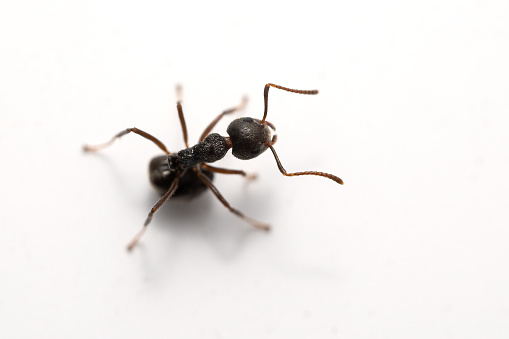 Macro photography of black ant on white wall.