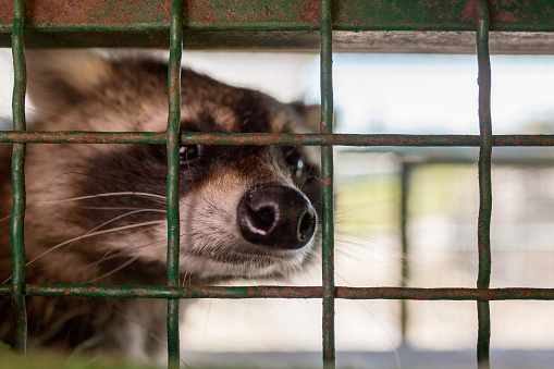 Raccoon in captivity. Portrait of raccoon closeup in cage