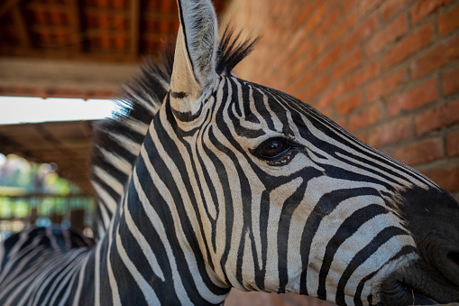 Two adult zebras live in the zoo. Zebra stands in a cage