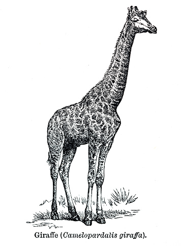 Giraffe (Camelopardalis giraffa) from out-of-copyright 1898 book 
