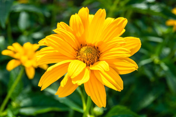 istock Fine wild growing flower aster false sunflower on background meadow 1454590669