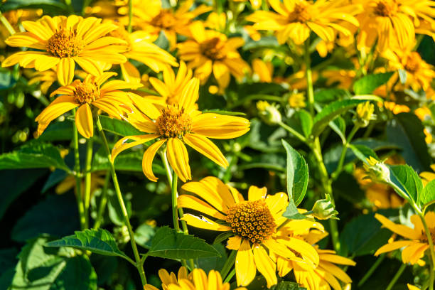 istock Fine wild growing flower aster false sunflower on background meadow 1454590724