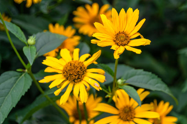 istock Fine wild growing flower aster false sunflower on background meadow 1454591574