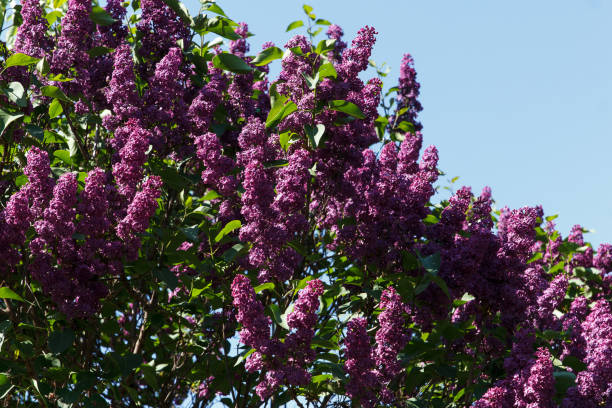 istock Blossoming big lilac tree on a green background from leaves and sky 1454591834